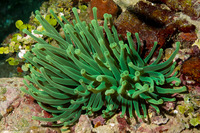 Condylactis gigantea (Giant Anemone)