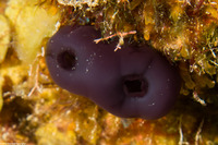 Rhopalaea abdominalis (Reef Tunicate)