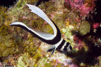 Equetas punctatus (Spotted Drum)