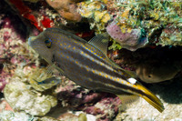 Cantherhines pullus (Orangespotted Filefish)