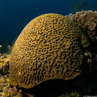 Colpophyllia natans (Boulder Brain Coral)