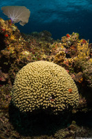 Madracis auretenra (Yellow Pencil Coral)