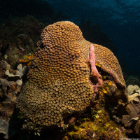 Montastraea cavernosa (Great Star Coral)