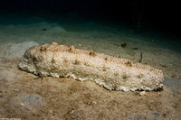 Astichopus multifidus (Furry Sea Cucumber)