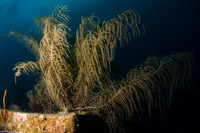 Antillogorgia sp.1 (Sea Plume)