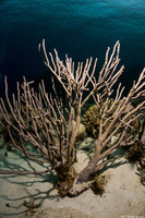 Pseudoplexaura sp.1 (Porous Sea Rod)