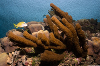 Briareum asbestinum (Corky Sea Finger)