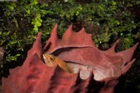 Xestospongia muta (Giant Barrel Sponge)