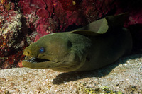 Gymnothorax funebris (Green Moray)