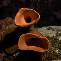Agelas conifera (Brown Tube Sponge)