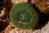 Scolymia wellsii (Solitary Disc Coral)