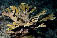 Acropora palmata (Elkhorn Coral)