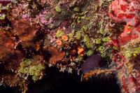 Symplegma viride (Encrusting Social Tunicate)