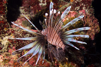 Pterois volitans (Red Lionfish)