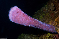 Callyspongia plicifera (Azure Vase Sponge)