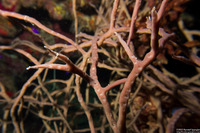 Clathria virgultosa (Thin Rope Sponge)