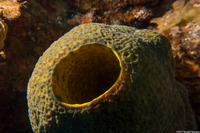 Verongula reiswigi (Verongula Reiswigi)