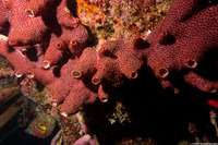Svenzea zeai (Dark Volcano Sponge)