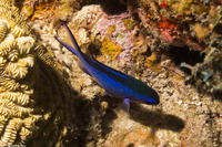 Chromis cyanea (Blue Chromis)