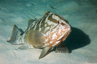 Epinephelus striatus (Nassau Grouper)