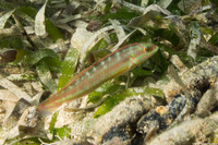 Halichoeres bivittatus (Slippery Dick)