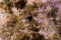 Metapenaeopsis goodei (Velvet Shrimp)