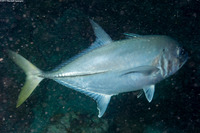Caranx bartholomaei (Yellow Jack)