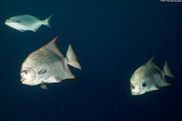 Chaetodipterus faber (Atlantic Spadefish)