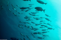 Caranx latus (Horse-Eye Jack)