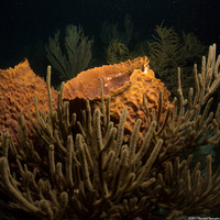 Plexaura homomalla (Black Sea Rod)