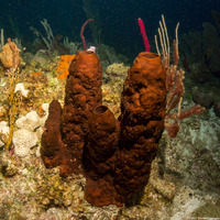 Neopetrosia rosariensis (Neopetrosia rosariensis)