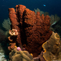 Neopetrosia rosariensis (Neopetrosia rosariensis)