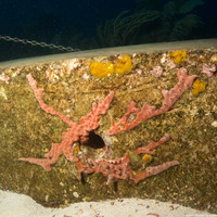 Desmapsamma anchorata (Lumpy Overgrowing Sponge)