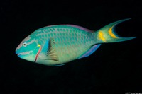 Sparisoma viride (Stoplight Parrotfish)
