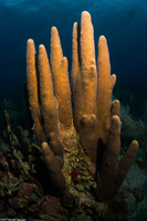 Dendrogyra cylindrus (Pillar Coral)