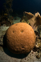 Siderastrea siderea (Massive Starlet Coral)