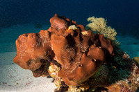 Svenzea zeai (Dark Volcano Sponge)