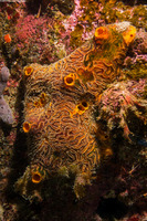 Myrmekioderma rea (Convoluted Orange Sponge)