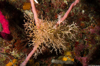 Amphiroa rigida (Y-Twig Alga)