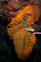Agelas clathrodes (Orange Elephant Ear Sponge)