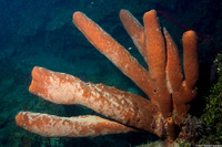 Agelas conifera (Brown Tube Sponge)