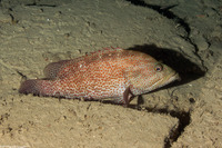 Cephalopholis cruentata (Graysby)
