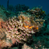 Condylactis gigantea (Giant Anemone)
