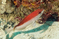 Cephalopholis fulva (Coney)