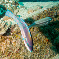 Scarus iseri (Striped Parrotfish)