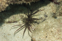 Pterois volitans (Red Lionfish)