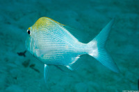 Calamus calamus (Saucereye Porgy)