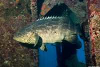 Epinephelus itajara (Goliath Grouper)
