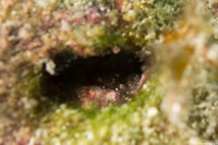 Emblemaria pandionis (Sailfin Blenny)