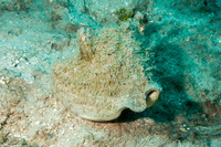 Macrostrombus costatus (Milk Conch)